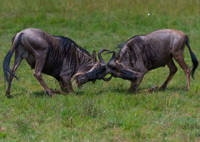 D85_2599-min D85_2599-min