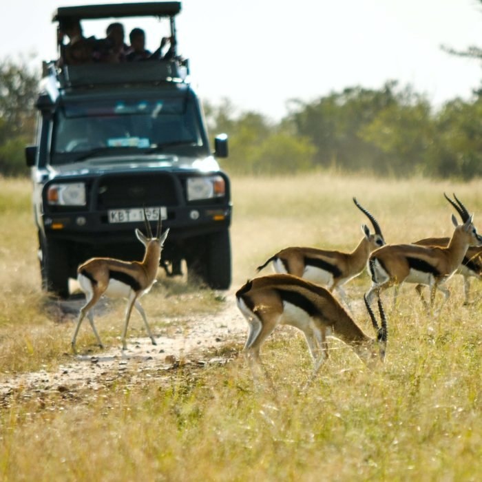 Game Drive