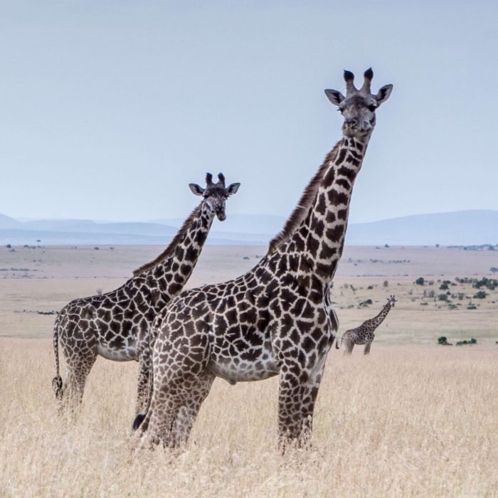 Giraffes1