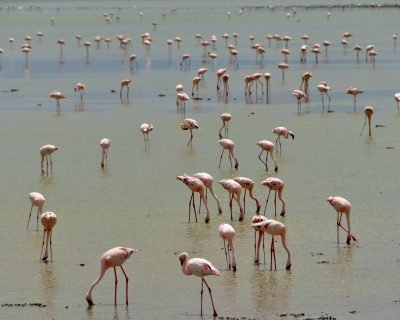 Lake NAKURU