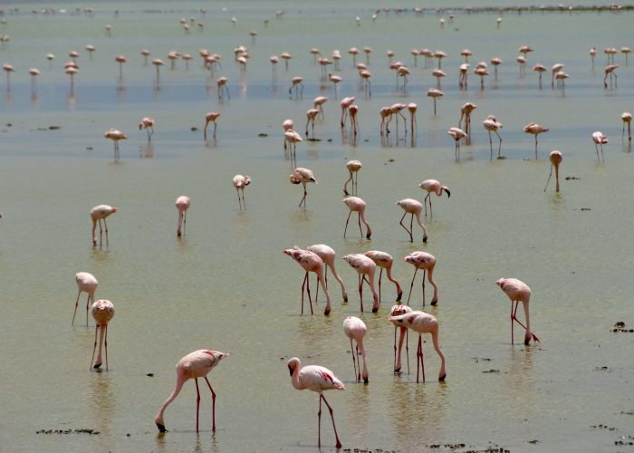 Lake NAKURU Lake NAKURU