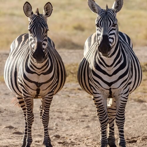 Zebra