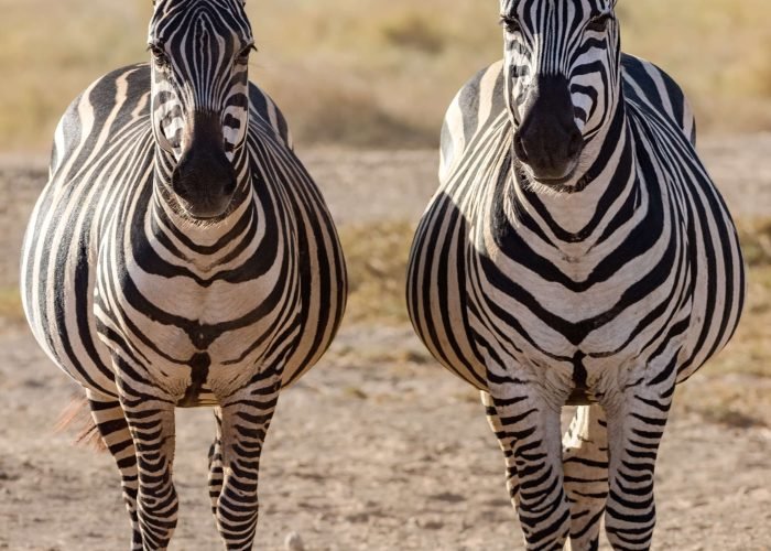 Zebra Zebra