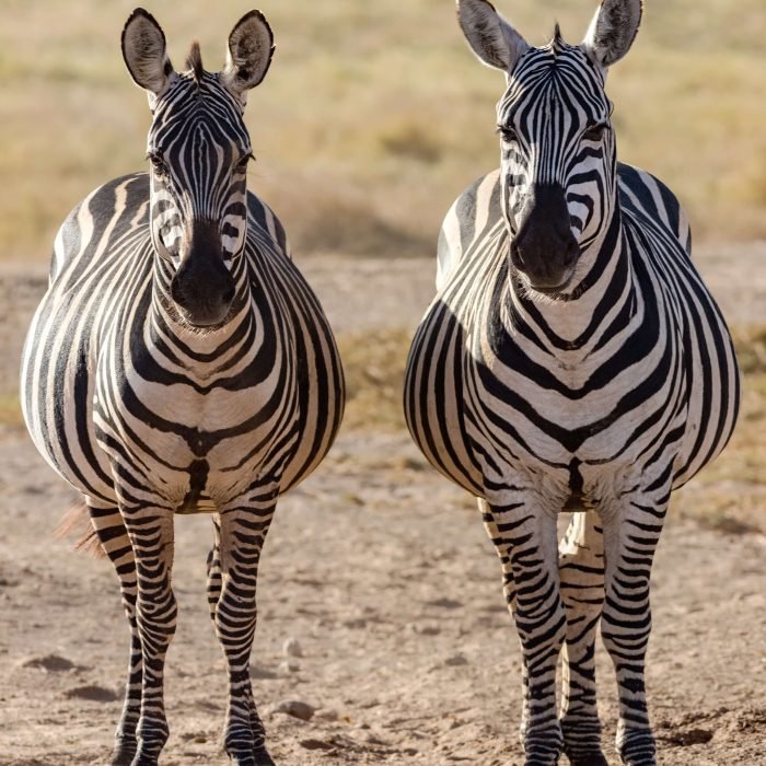 Zebra