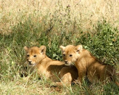 lion cubs