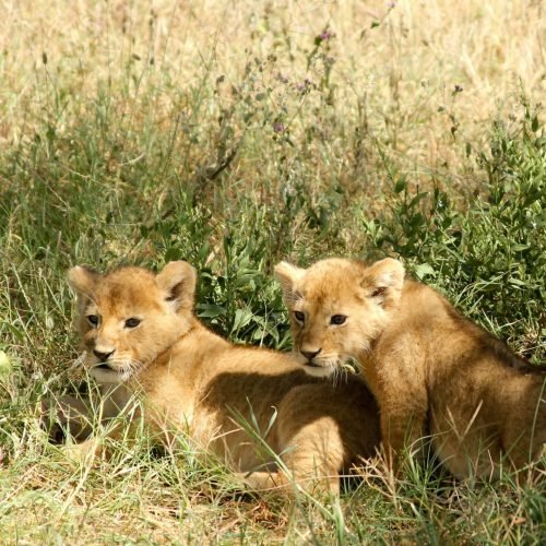 lion cubs