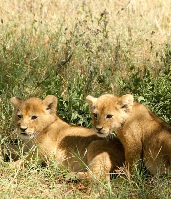lion cubs