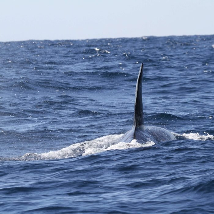 noaa-s86fshqQBww-unsplash